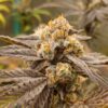 Sundae Driver x Platinum Valley - Image 4