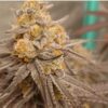 Sundae Driver x Platinum Valley - Image 3