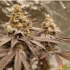 Sundae Driver x Platinum Valley - Image 5