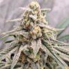 Dub Bub x Platinum Valley - Image 3