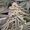 Dub Bub x Platinum Valley - Image 2