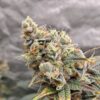 Dub Bub x Platinum Valley - Image 4