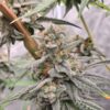 Dub Bub x Platinum Valley - Image 5