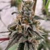 Dub Bub x Platinum Valley - Image 6