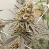 Wedding Cake x Platinum Valley - Image 4