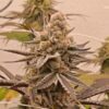 Wedding Cake x Platinum Valley - Image 3