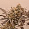 Wedding Cake x Platinum Valley - Image 5