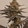 Wedding Cake x Platinum Valley - Image 2